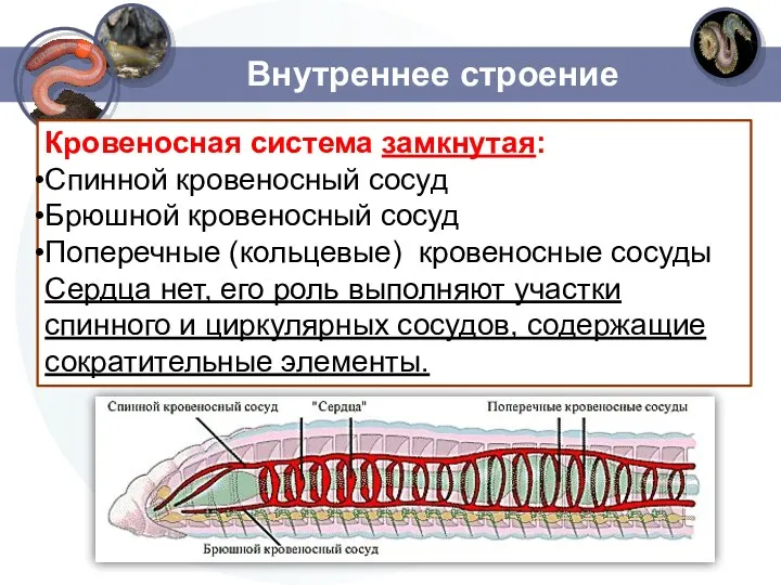 Внутреннее строение Кровеносная система замкнутая: Спинной кровеносный сосуд Брюшной кровеносный сосуд Поперечные (кольцевые)