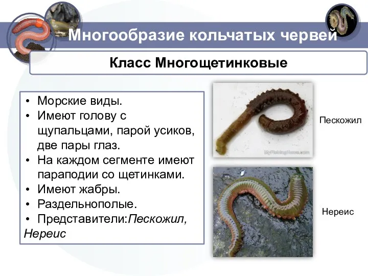 Многообразие кольчатых червей Морские виды. Имеют голову с щупальцами, парой усиков, две пары