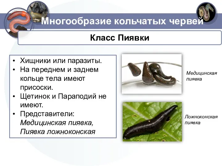 Многообразие кольчатых червей Хищники или паразиты. На переднем и заднем кольце тела имеют