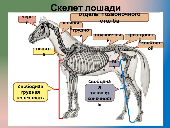 Скелет лошади череп лопатка шейный грудной поясничный крестцовый свободная грудная