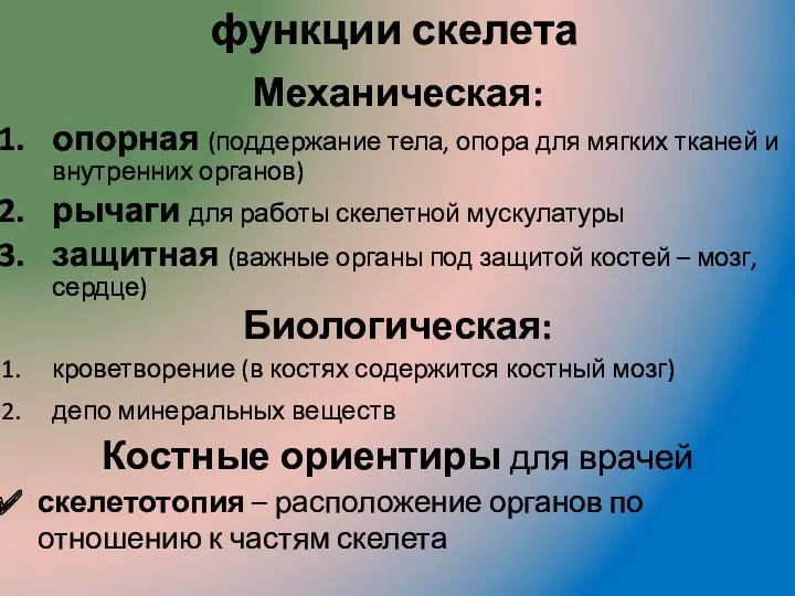 функции скелета Механическая: опорная (поддержание тела, опора для мягких тканей