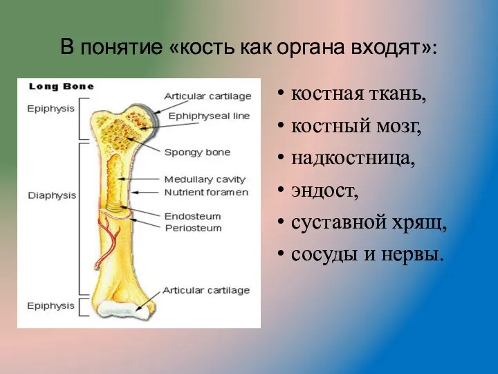 В понятие «кость как органа входят»: костная ткань, костный мозг,