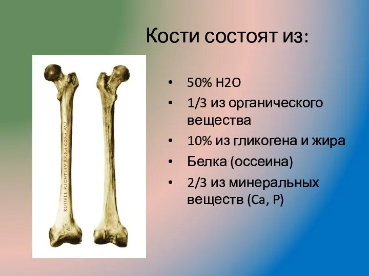 Кости состоят из: 50% H2O 1/3 из органического вещества 10%