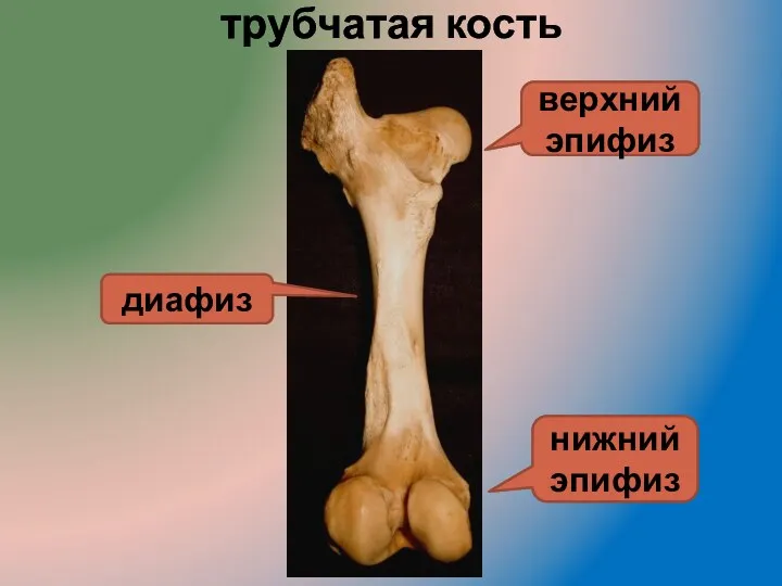 трубчатая кость верхний эпифиз диафиз нижний эпифиз