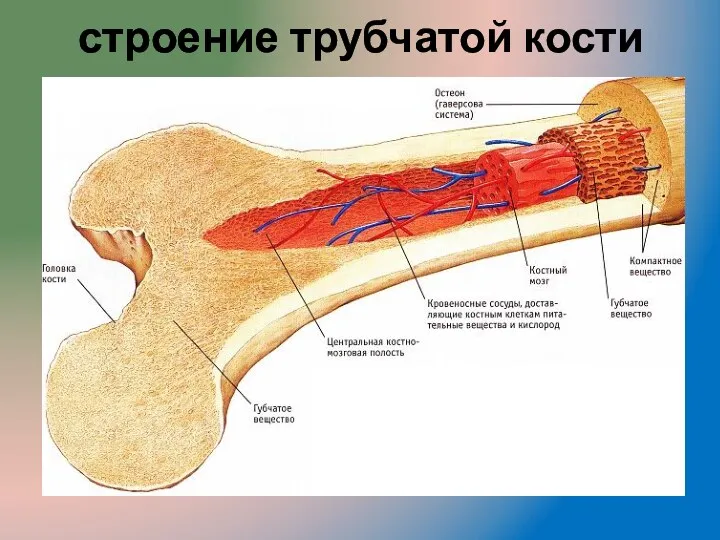 строение трубчатой кости