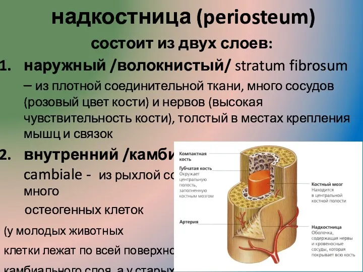 надкостница (periosteum) состоит из двух слоев: наружный /волокнистый/ stratum fibrosum