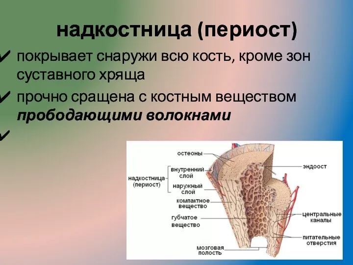 надкостница (периост) покрывает снаружи всю кость, кроме зон суставного хряща