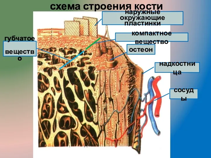 схема строения кости надкостница сосуды остеон наружные окружающие пластинки компактное вещество губчатое вещество