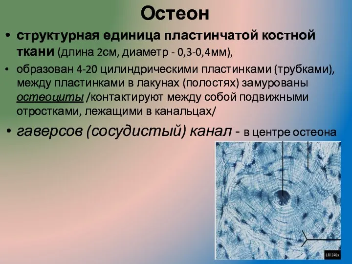 Остеон структурная единица пластинчатой костной ткани (длина 2см, диаметр -