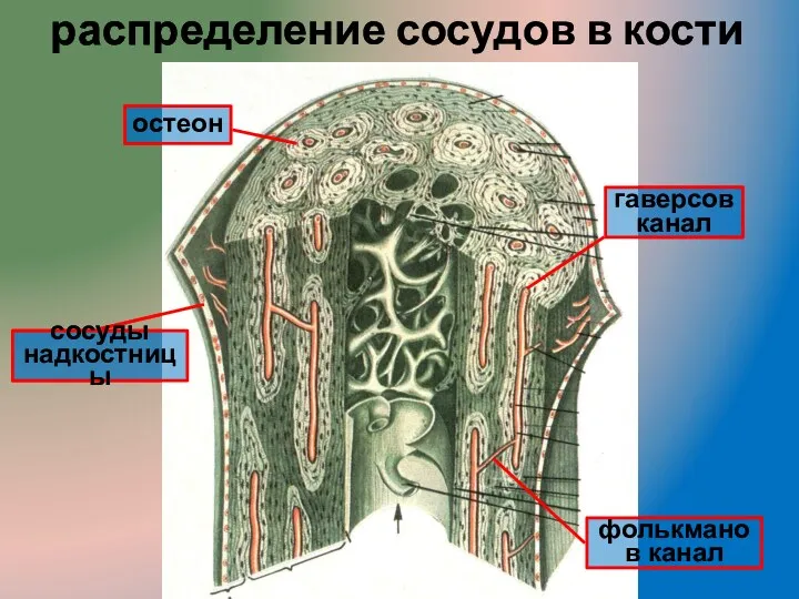 распределение сосудов в кости гаверсов канал фолькманов канал сосуды надкостницы остеон