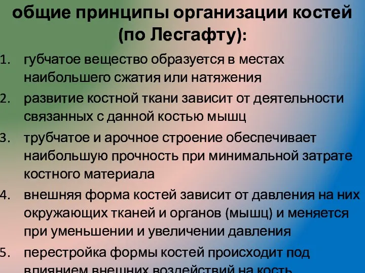 общие принципы организации костей (по Лесгафту): губчатое вещество образуется в