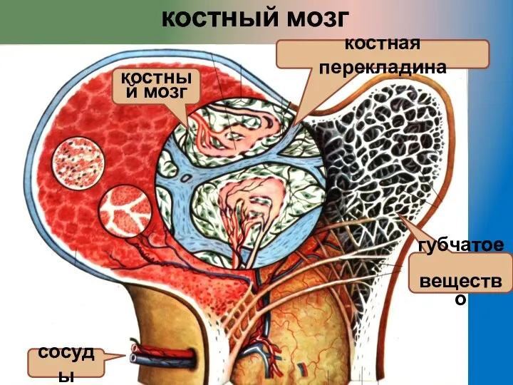 костный мозг губчатое вещество сосуды костная перекладина костный мозг