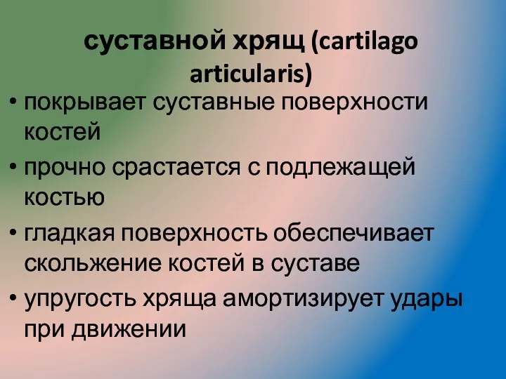 суставной хрящ (cartilago articularis) покрывает суставные поверхности костей прочно срастается