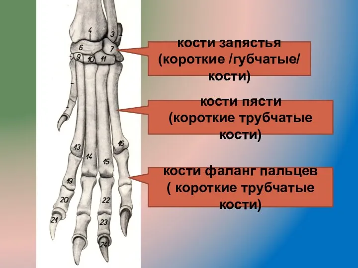 кости запястья (короткие /губчатые/ кости) кости фаланг пальцев ( короткие