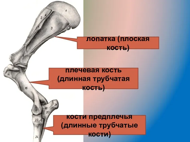 лопатка (плоская кость) плечевая кость (длинная трубчатая кость) кости предплечья (длинные трубчатые кости)