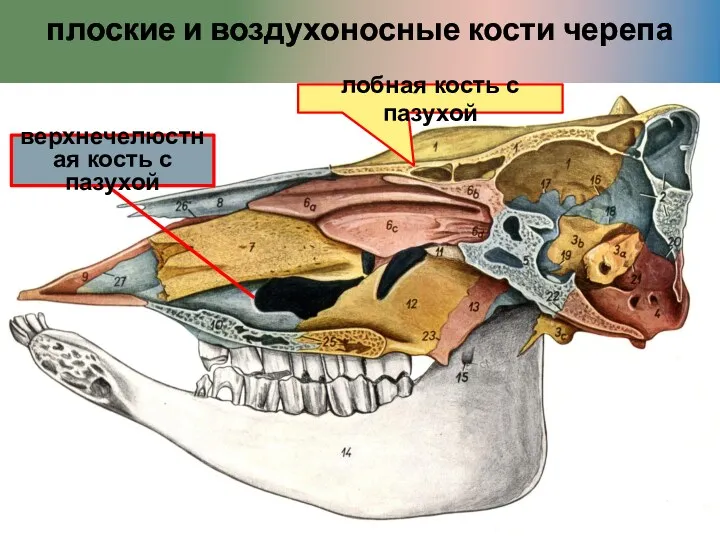 плоские и воздухоносные кости черепа лобная кость с пазухой верхнечелюстная кость с пазухой