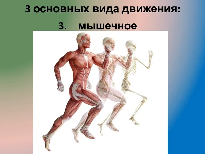 3 основных вида движения: мышечное