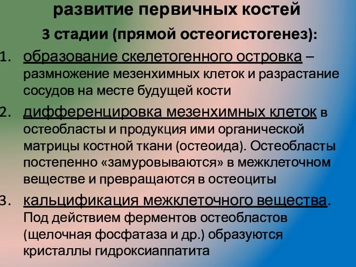 развитие первичных костей 3 стадии (прямой остеогистогенез): образование скелетогенного островка