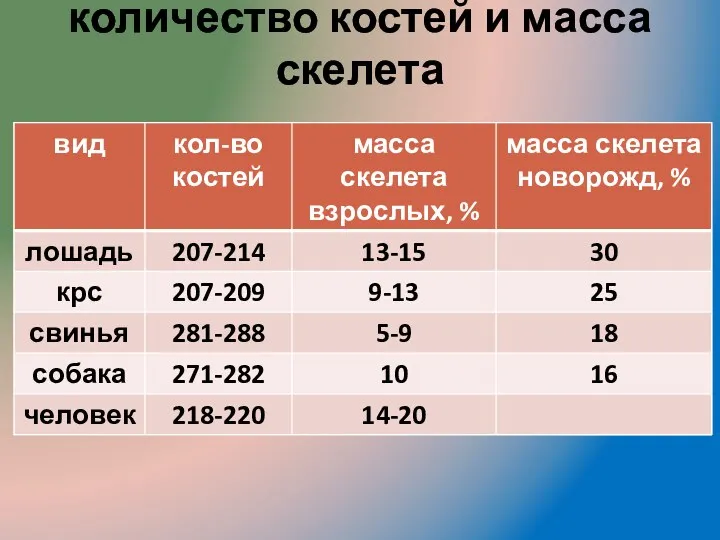 количество костей и масса скелета