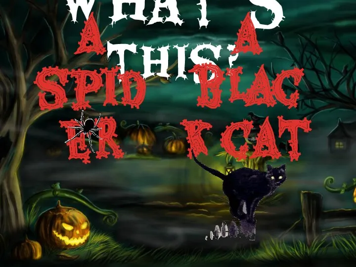 What’s this? a black cat a spider