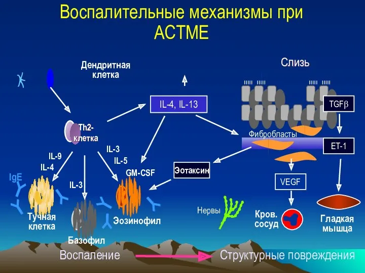 Воспалительные механизмы при АСТМЕ IL-9 IL-4 IL-3 GM-CSF IL-5 IL-3 Базофил Тучная клетка