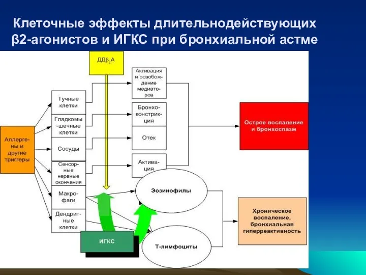 Клеточные эффекты длительнодействующих β2-агонистов и ИГКС при бронхиальной астме