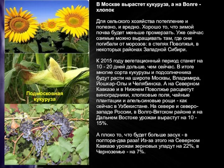 В Москве вырастет кукуруза, а на Волге - хлопок Для