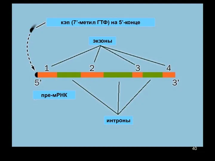 кэп (7’-метил ГТФ) на 5’-конце пре-мРНК интроны экзоны