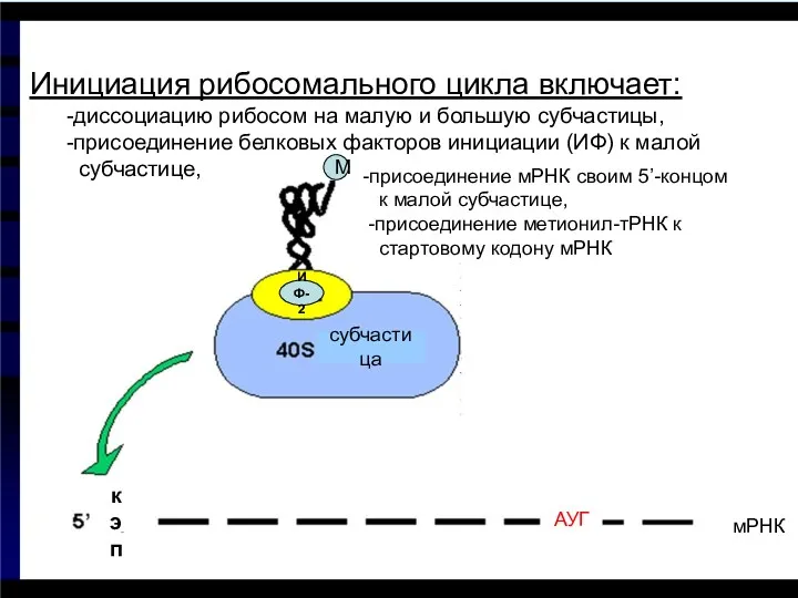 Инициация рибосомального цикла включает: -диссоциацию рибосом на малую и большую субчастицы, -присоединение белковых