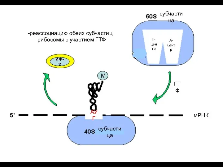-реассоциацию обеих субчастиц рибосомы с участием ГТФ М субчастица субчастица АУГ мРНК ИФ-2 ГТФ П-центр А-центр