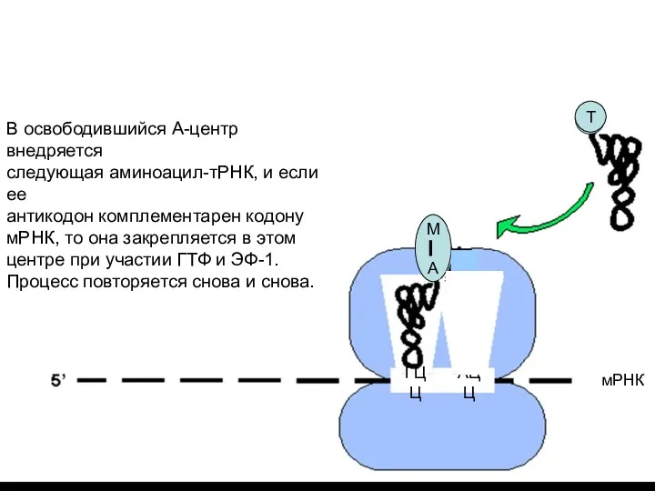 М А Элонгация: * комплекс а-а-тРНК поступает в А-участок рибосомы, *А-а-тРНК соединяеся с