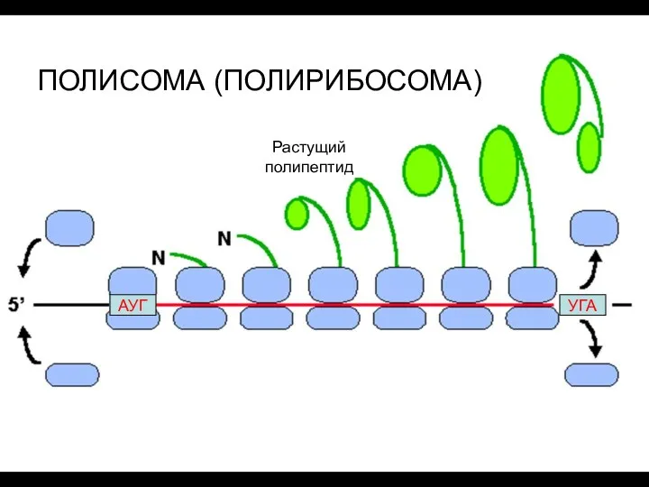 ПОЛИСОМА (ПОЛИРИБОСОМА) Растущий полипептид АУГ УГА