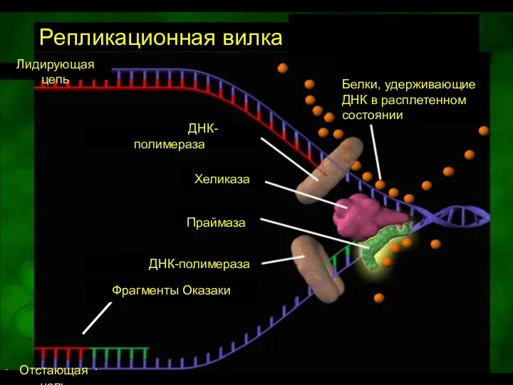 Leading strand Okazaki fragment Lagging strand Репликационная вилка Лидирующая цепь ДНК-полимераза Хеликаза Праймаза