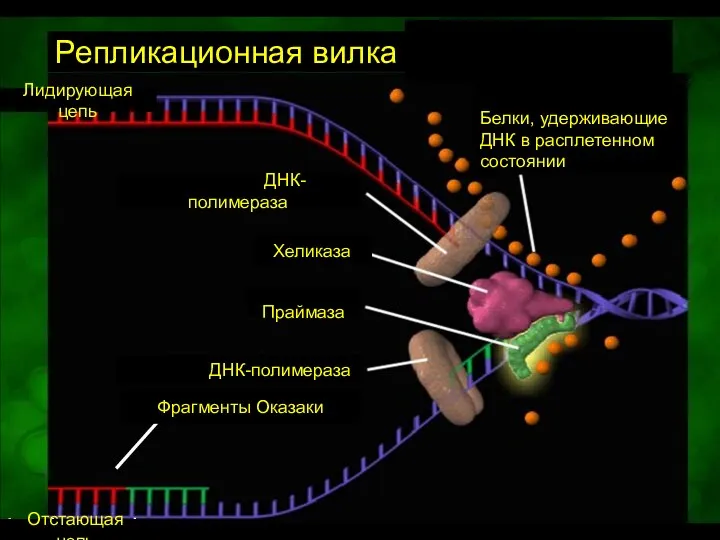 Leading strand Okazaki fragment Lagging strand Репликационная вилка Лидирующая цепь