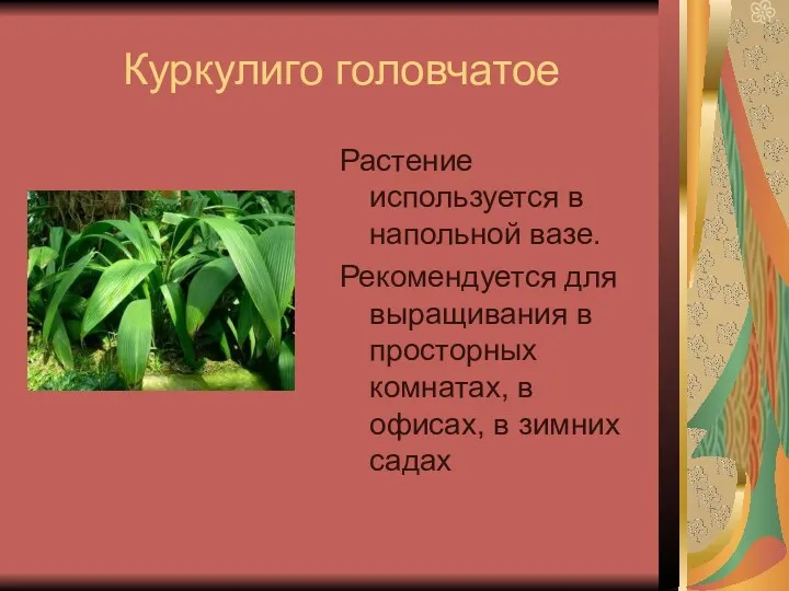 Куркулиго головчатое Растение используется в напольной вазе. Рекомендуется для выращивания