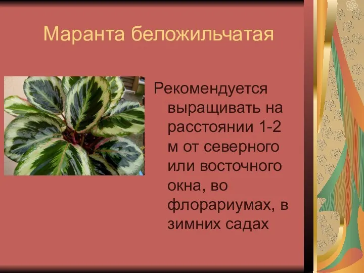 Маранта беложильчатая Рекомендуется выращивать на расстоянии 1-2 м от северного