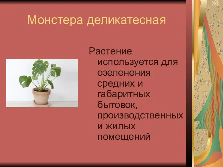 Монстера деликатесная Растение используется для озеленения средних и габаритных бытовок, производственных и жилых помещений