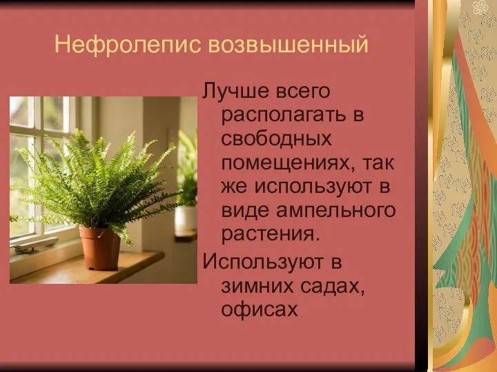 Нефролепис возвышенный Лучше всего располагать в свободных помещениях, так же