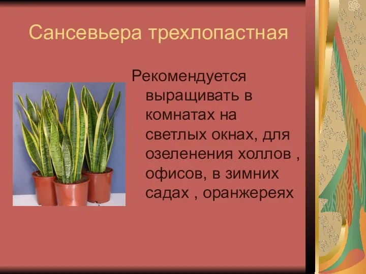 Сансевьера трехлопастная Рекомендуется выращивать в комнатах на светлых окнах, для