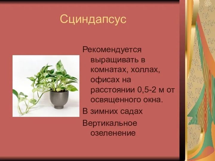 Сциндапсус Рекомендуется выращивать в комнатах, холлах, офисах на расстоянии 0,5-2