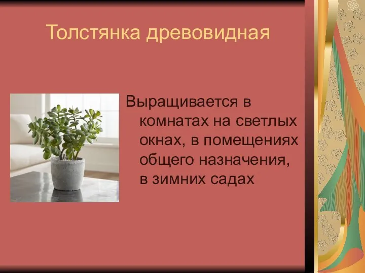 Толстянка древовидная Выращивается в комнатах на светлых окнах, в помещениях общего назначения, в зимних садах