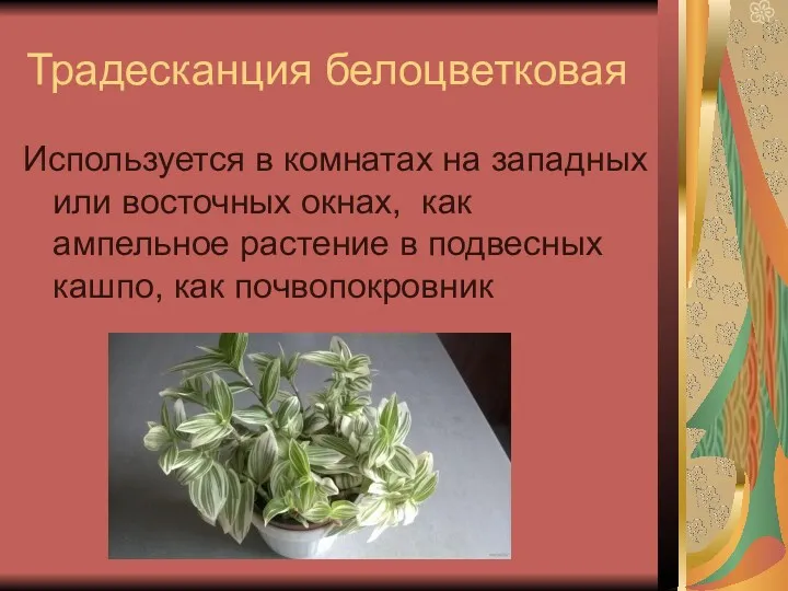 Традесканция белоцветковая Используется в комнатах на западных или восточных окнах,