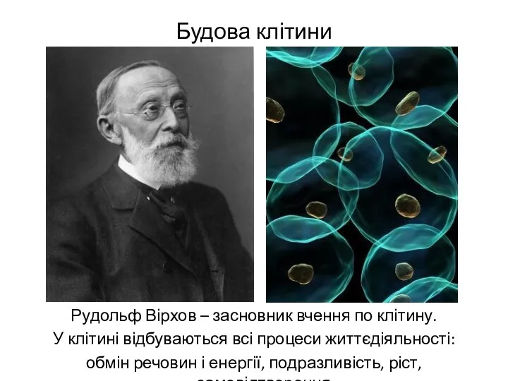 Будова клітини Рудольф Вірхов – засновник вчення по клітину. У