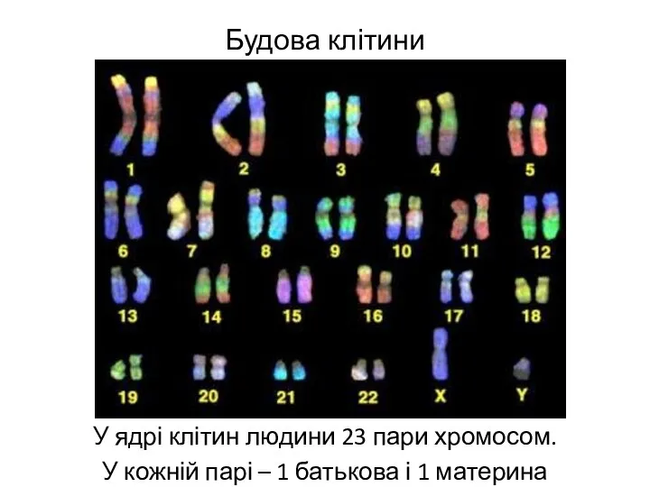 Будова клітини У ядрі клітин людини 23 пари хромосом. У