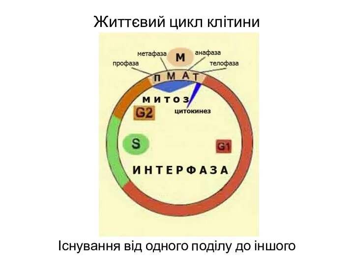 Життєвий цикл клітини Існування від одного поділу до іншого