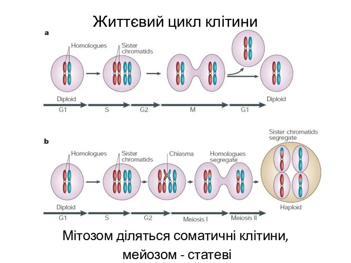 Життєвий цикл клітини Мітозом діляться соматичні клітини, мейозом - статеві