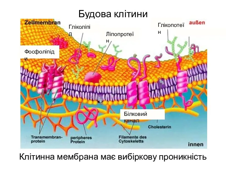 Будова клітини Клітинна мембрана має вибіркову проникність Гліколіпід Глікопотеїн Ліпопротеїн Фосфоліпіди Білковий канал