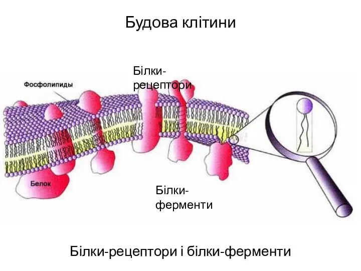 Будова клітини Білки-рецептори і білки-ферменти Білки-рецептори Білки-ферменти