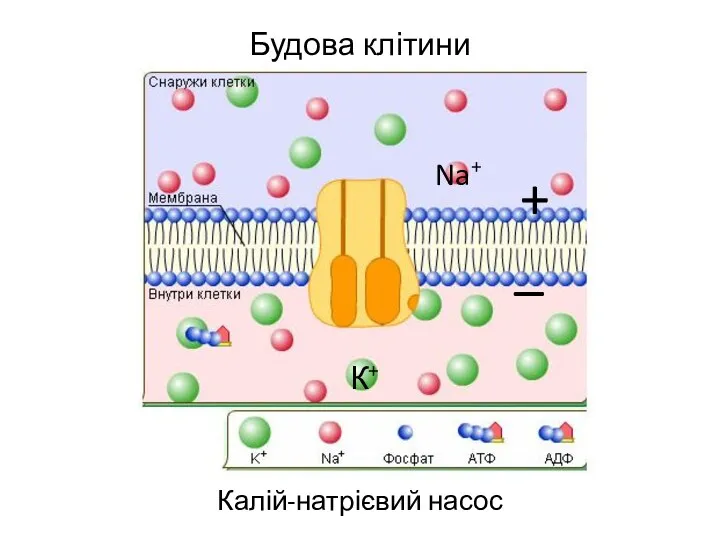 Будова клітини Калій-натрієвий насос К+ Na+ + _