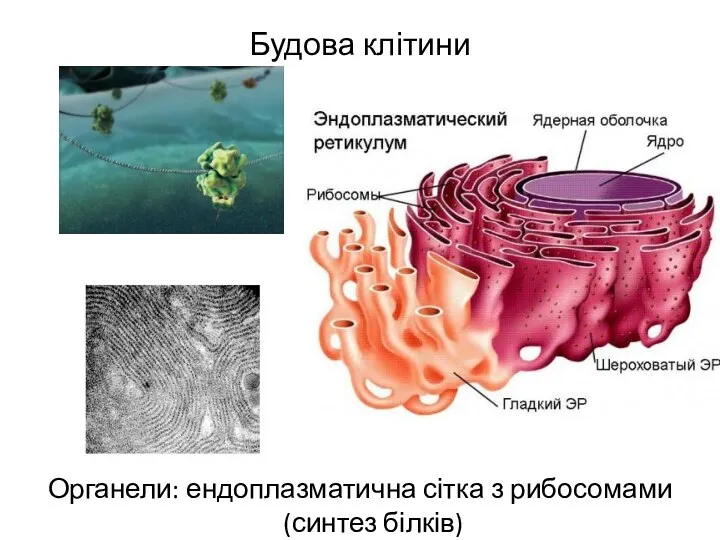 Будова клітини Органели: ендоплазматична сітка з рибосомами (синтез білків)